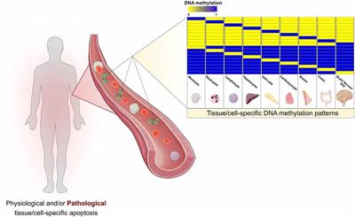 The Potential of Circulating Cell-Free DNA Methylation as an Epilepsy Biomarker